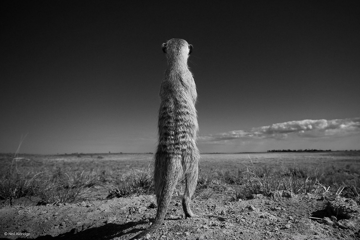 Wildlifephotographer18