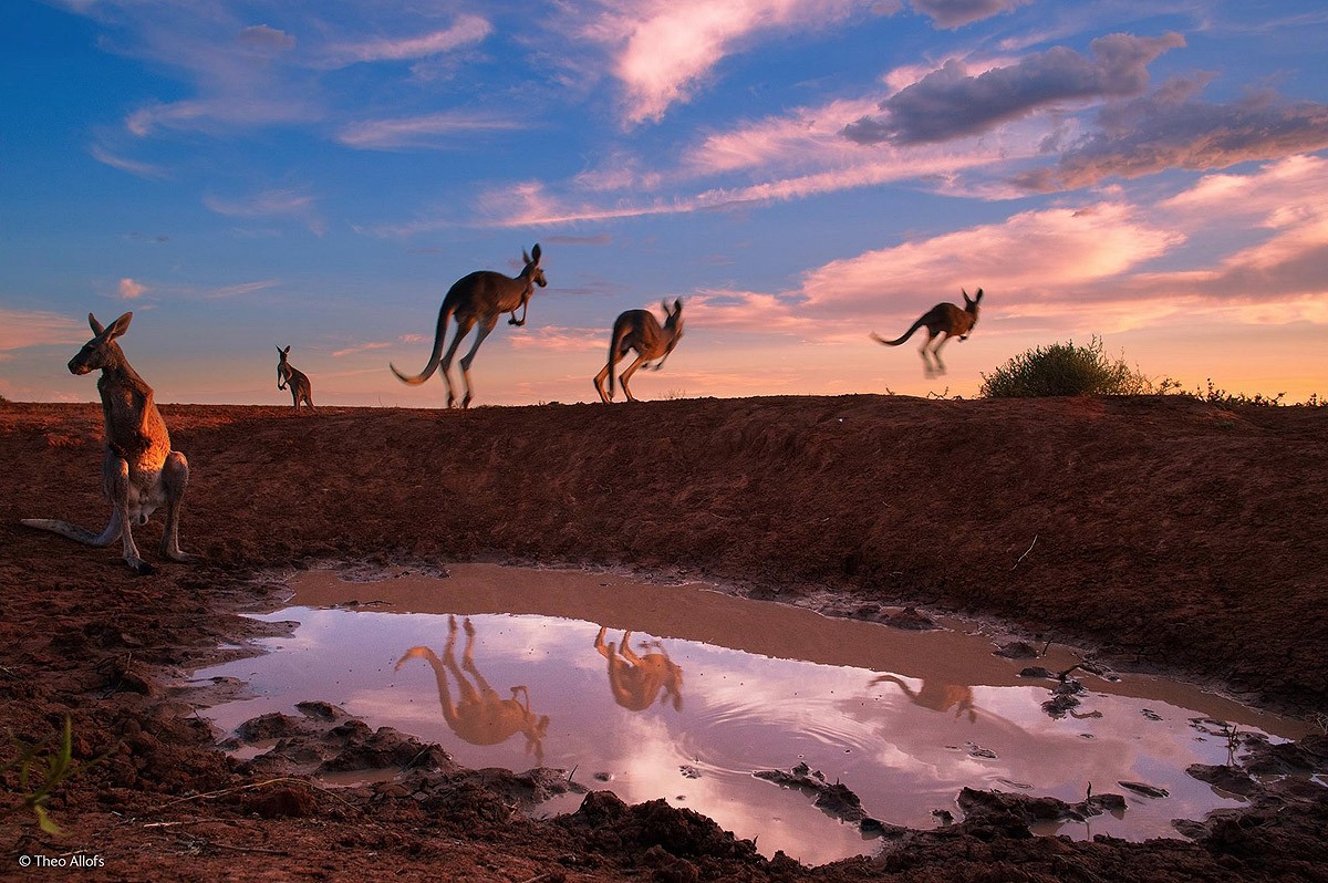 Wildlifephotographer19