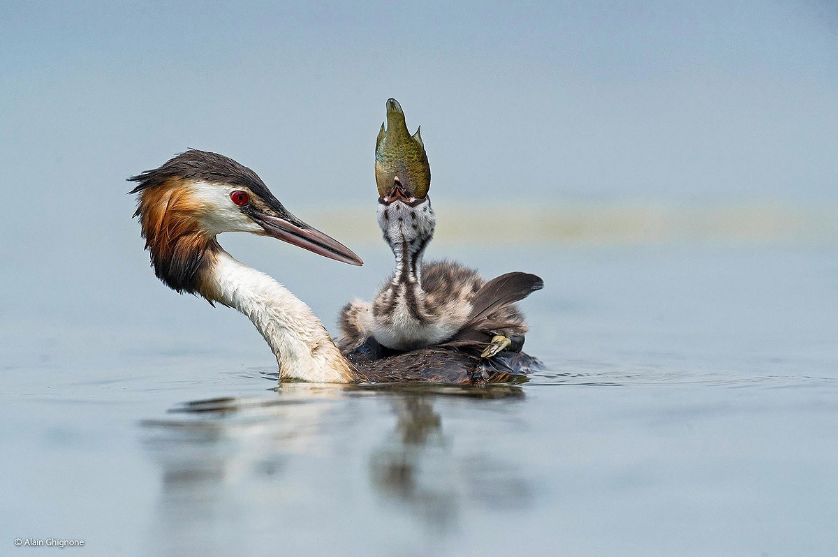Wildlifephotographer22