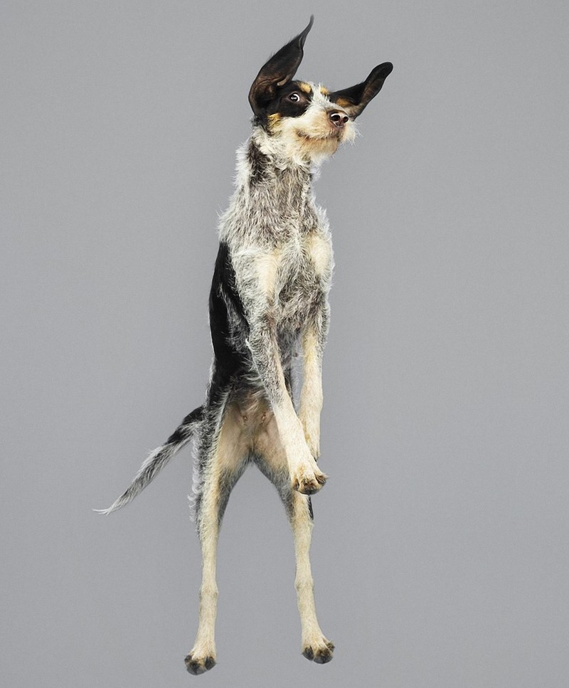 flyingdogs02