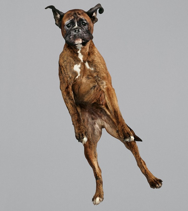 flyingdogs03