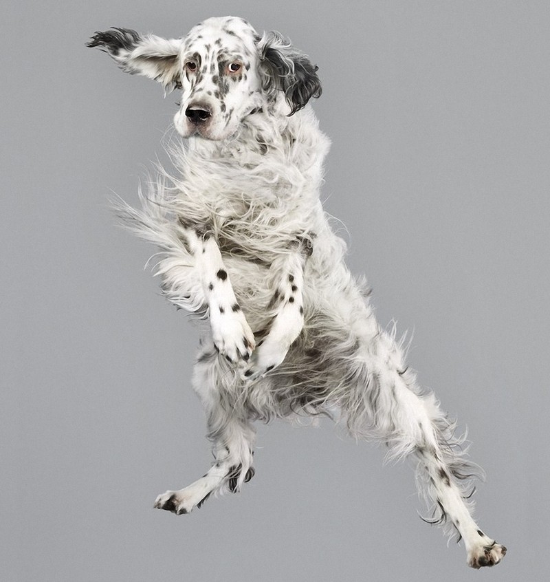 flyingdogs04