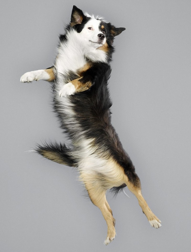 flyingdogs05