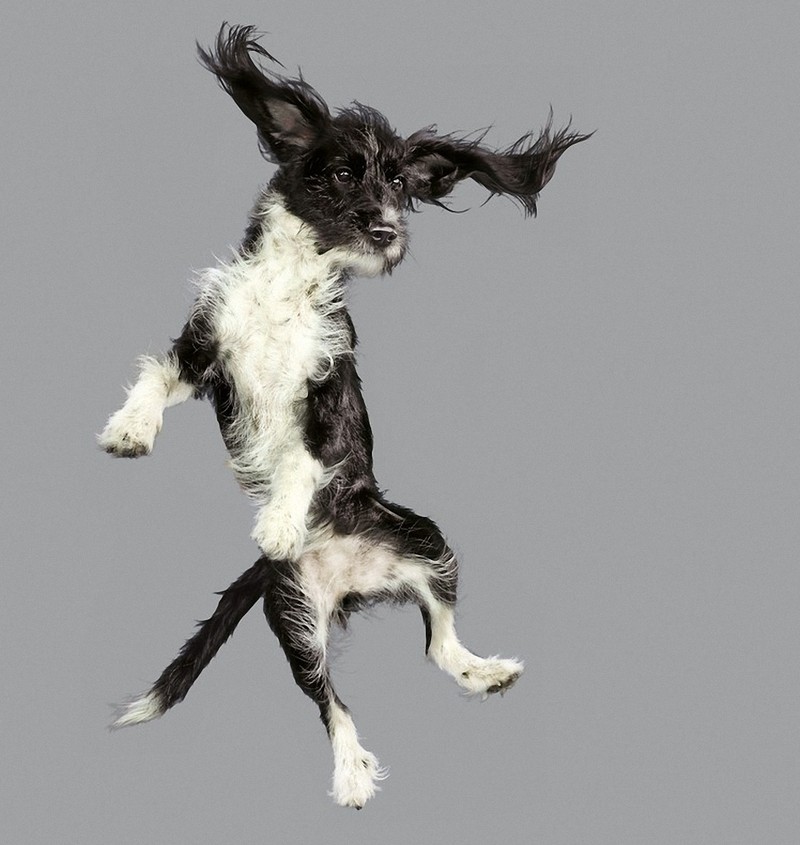 flyingdogs06