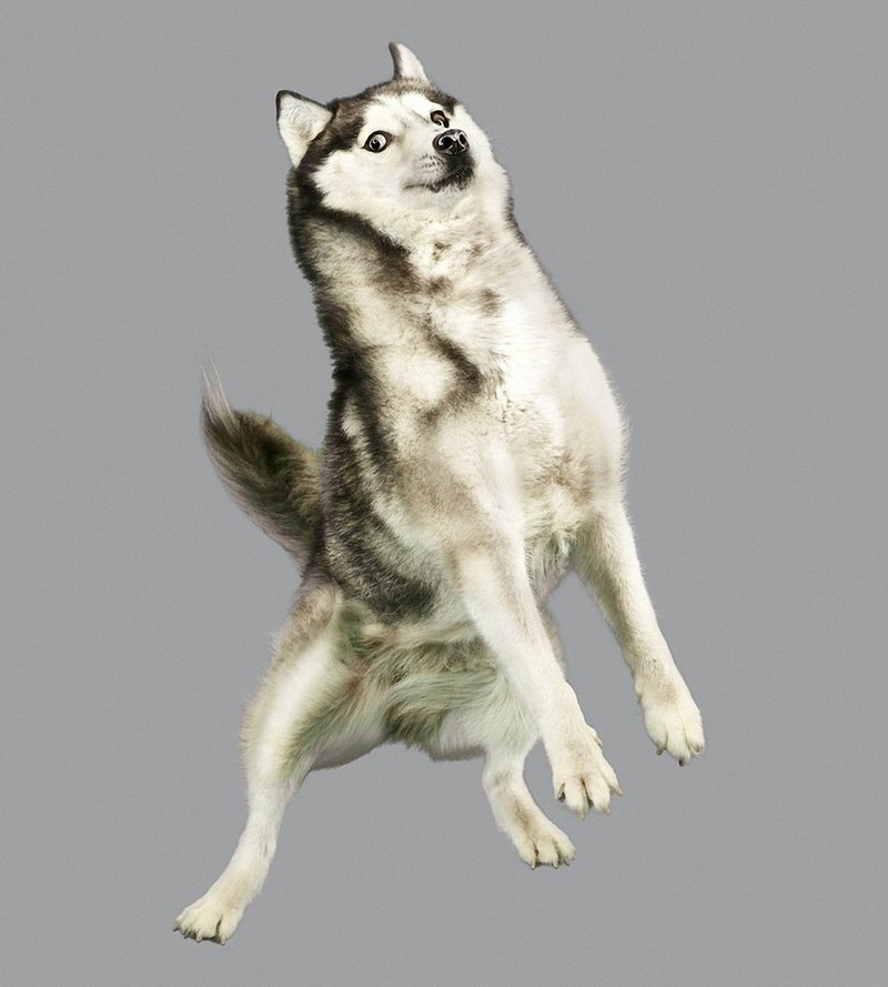 flyingdogs07