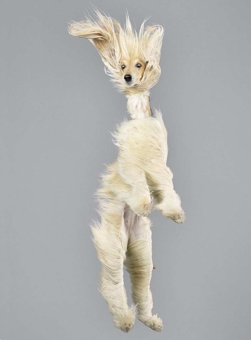 flyingdogs08