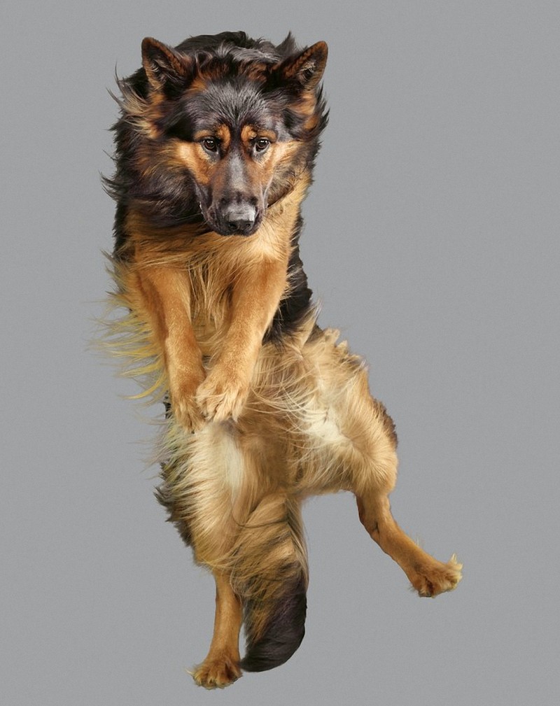 flyingdogs09
