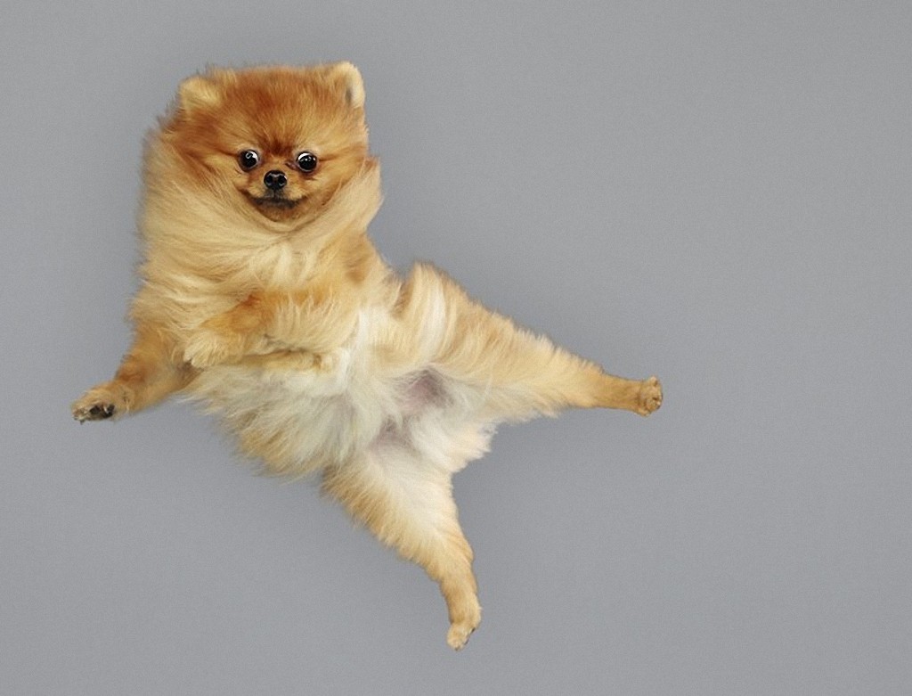 flyingdogs10