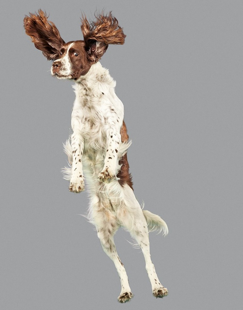 flyingdogs11