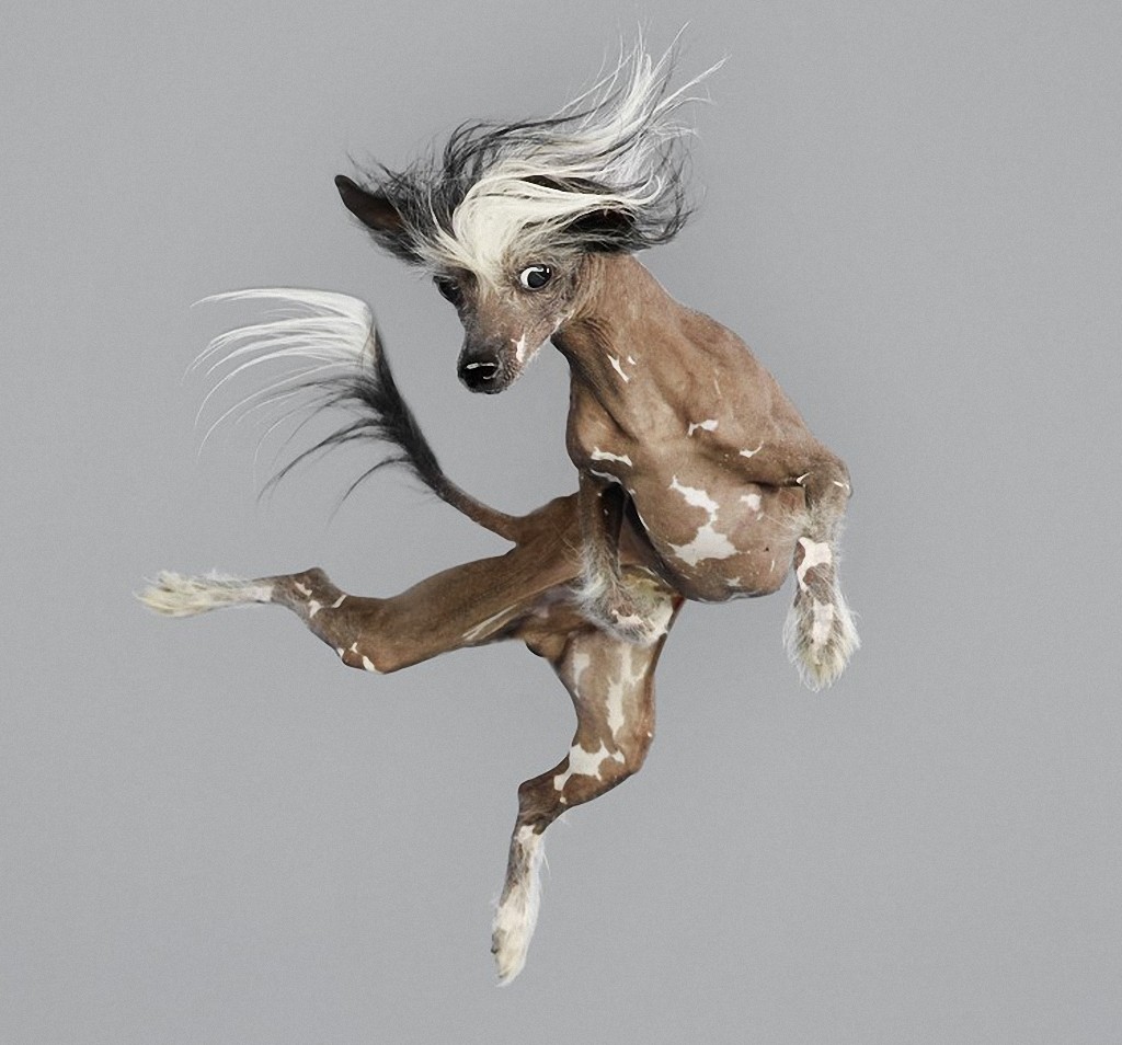 flyingdogs12