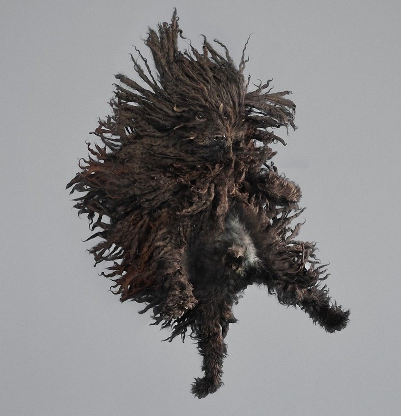 flyingdogs13