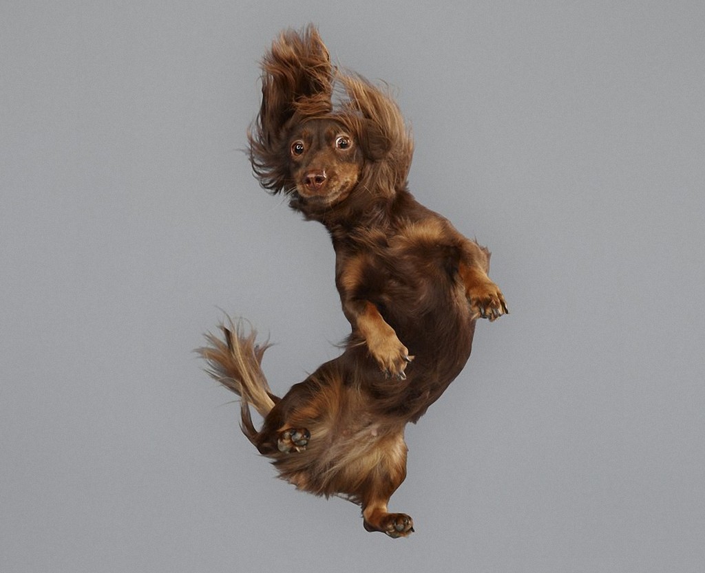 flyingdogs14