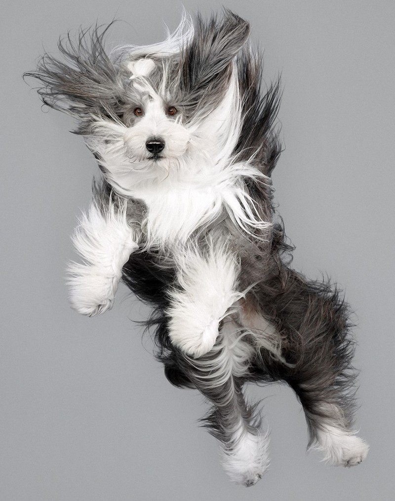 flyingdogs15