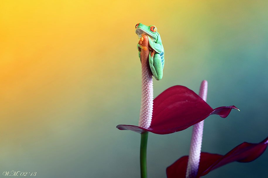 frogs-macro-photography-wil-mijer-16