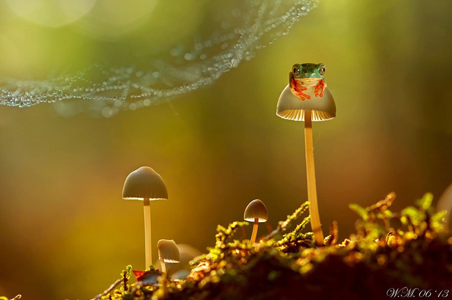 frogs-macro-photography-wil-mijer-18