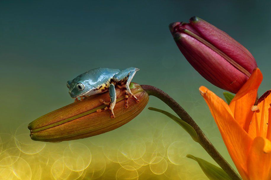 frogs-macro-photography-wil-mijer-4