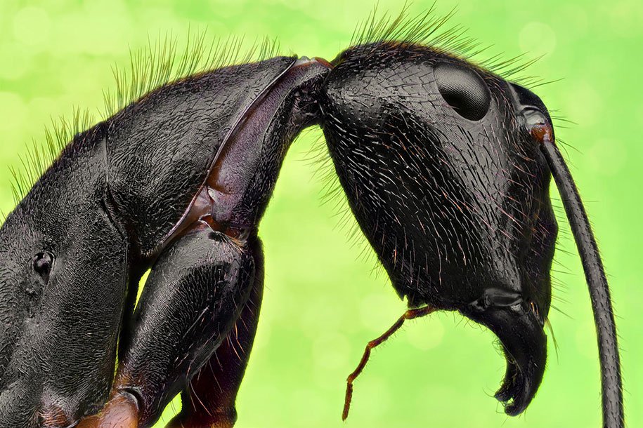 insects-macro-photography-donald-jusa-18