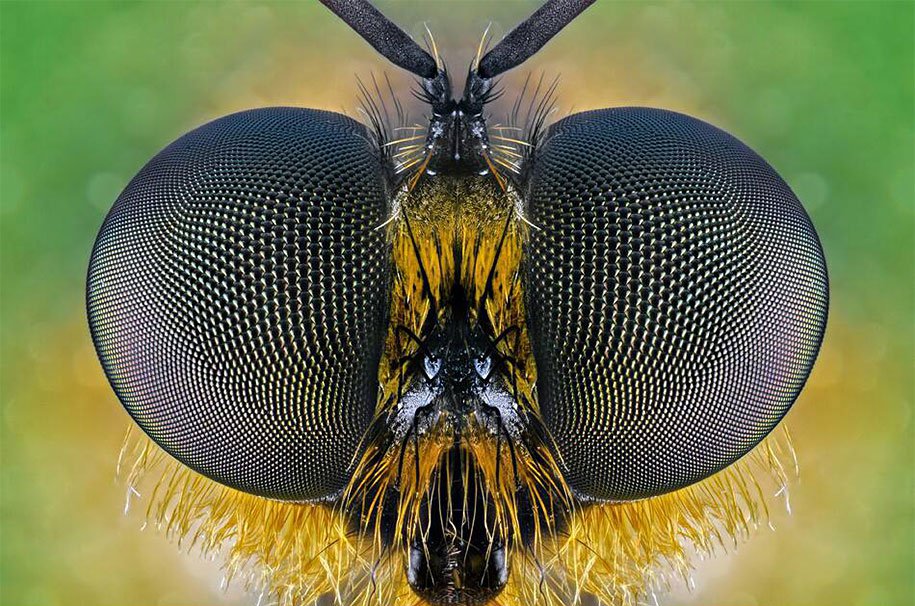 insects-macro-photography-donald-jusa-19