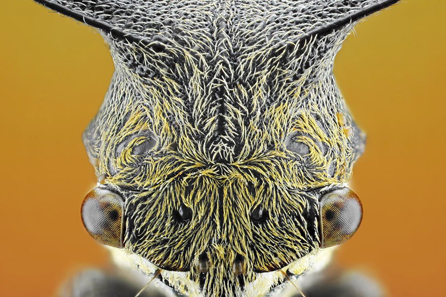 insects-macro-photography-donald-jusa-2
