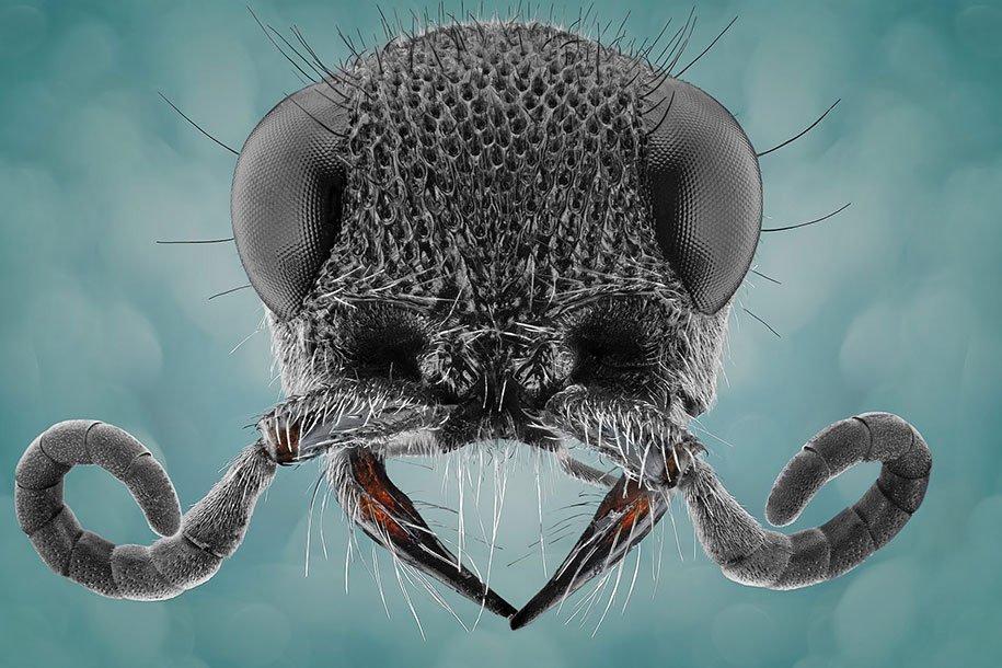 insects-macro-photography-donald-jusa-27