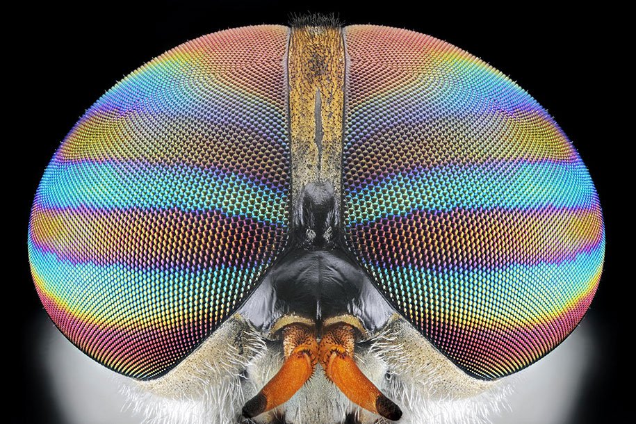 insects-macro-photography-donald-jusa-34