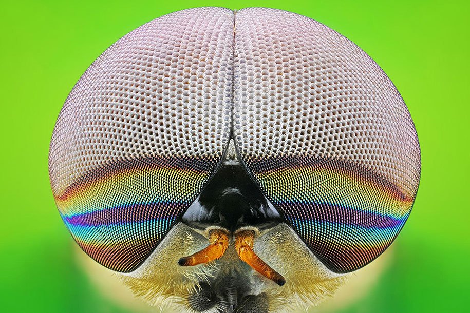 insects-macro-photography-donald-jusa-5