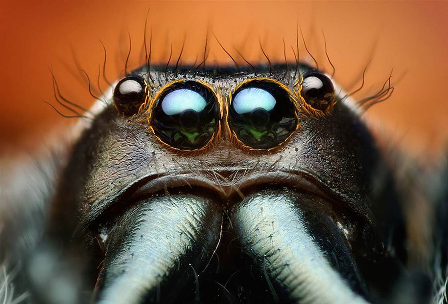 jumping-spiders-macro-photography-thomas-shahan-10