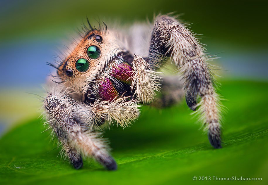jumping-spiders-macro-photography-thomas-shahan-12