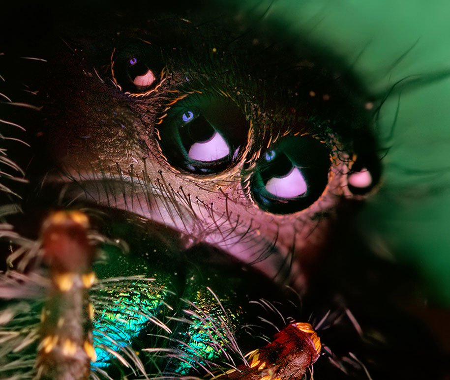 jumping-spiders-macro-photography-thomas-shahan-14
