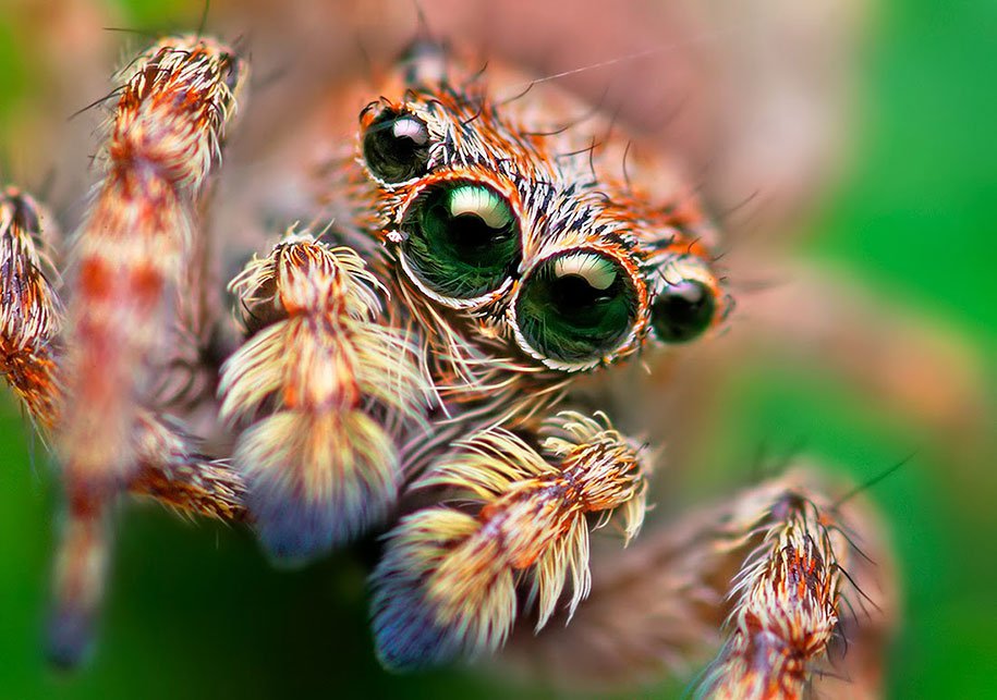 jumping-spiders-macro-photography-thomas-shahan-3