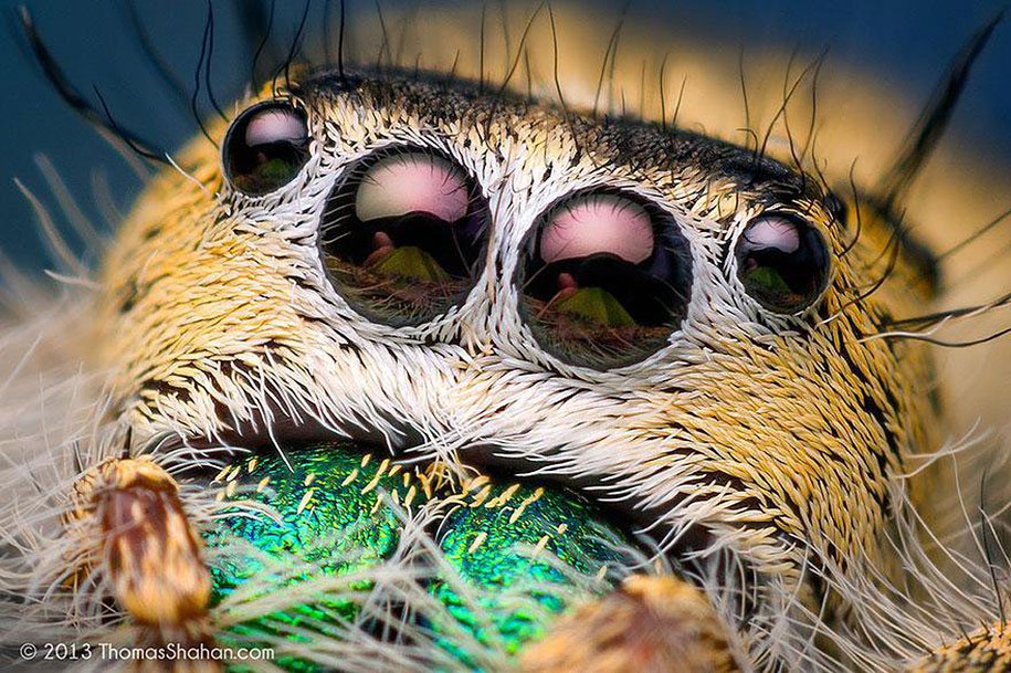 jumping-spiders-macro-photography-thomas-shahan-5