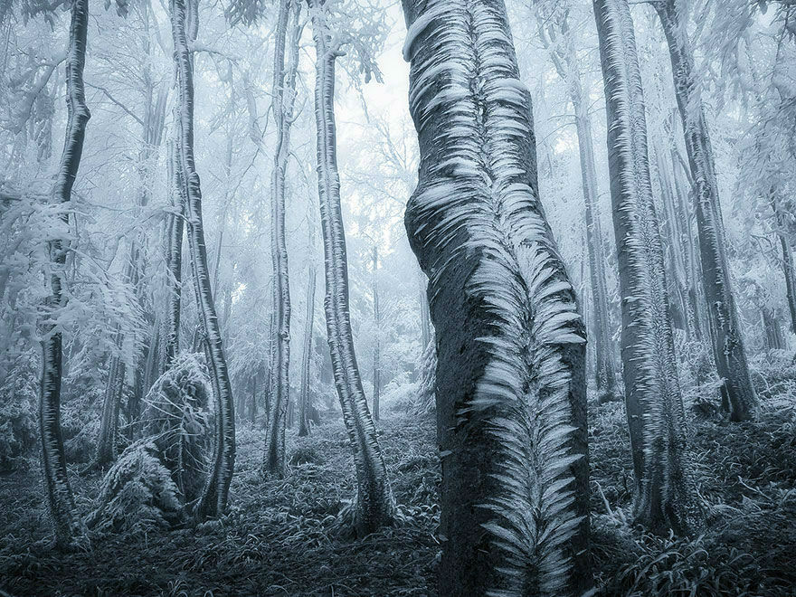Amazing Photos of 20 Mysterious Forests From Around The World