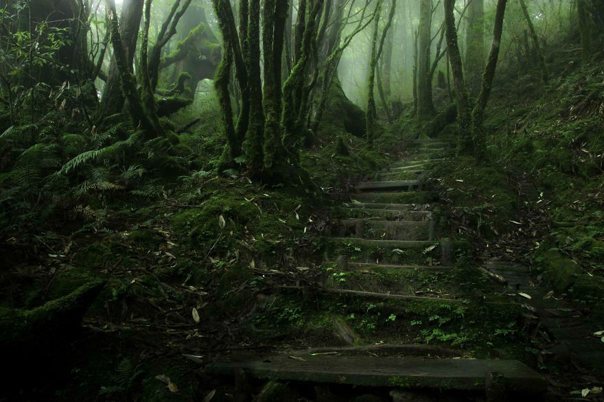 Amazing Photos of 20 Mysterious Forests From Around The World