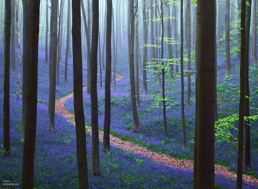 Amazing Photos of 20 Mysterious Forests From Around The World