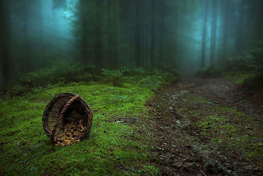 Amazing Photos of 20 Mysterious Forests From Around The World