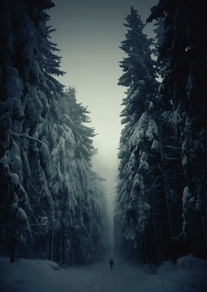 Amazing Photos of 20 Mysterious Forests From Around The World