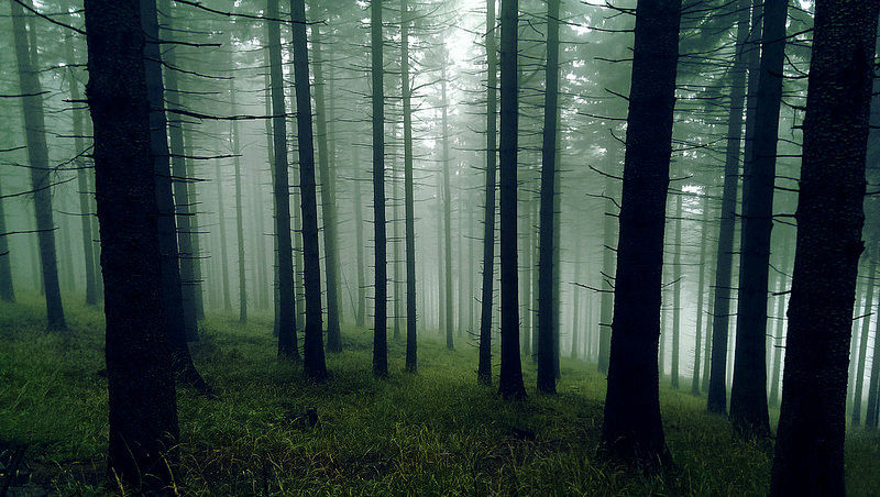 Amazing Photos of 20 Mysterious Forests From Around The World