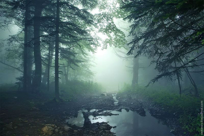 Amazing Photos of 20 Mysterious Forests From Around The World
