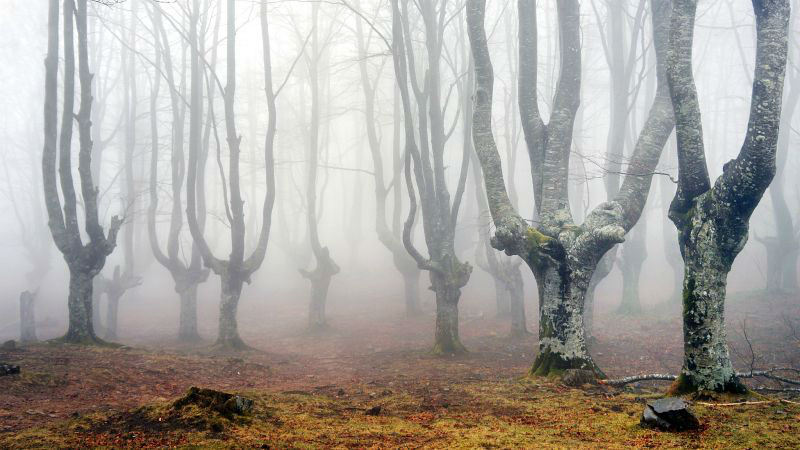 Amazing Photos of 20 Mysterious Forests From Around The World