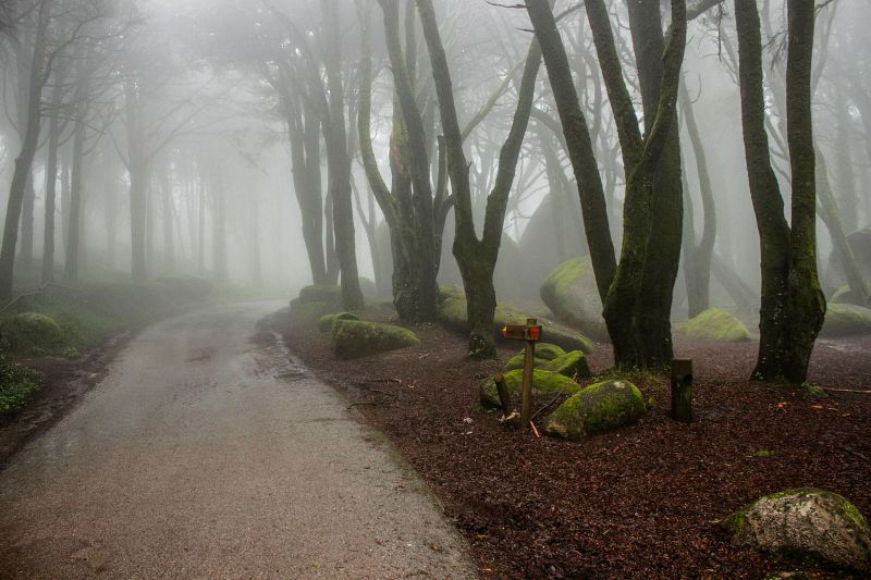 Amazing Photos of 20 Mysterious Forests From Around The World