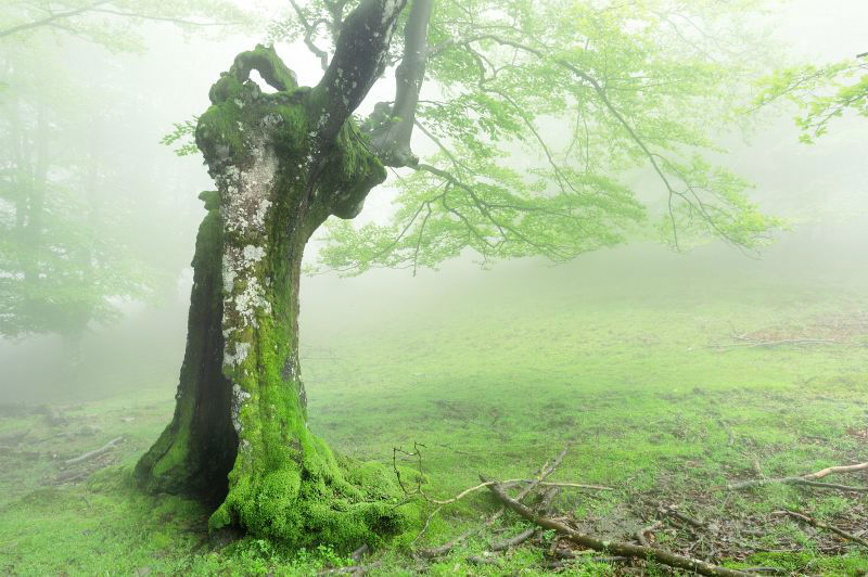 Amazing Photos of 20 Mysterious Forests From Around The World