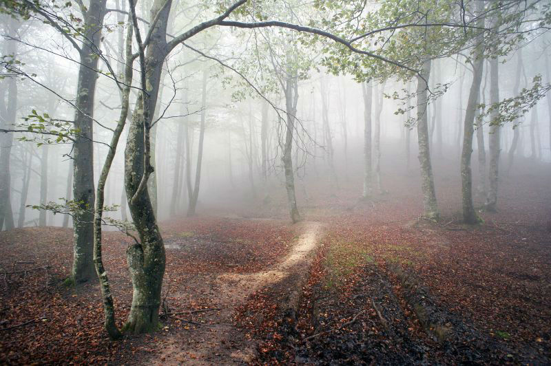Amazing Photos of 20 Mysterious Forests From Around The World