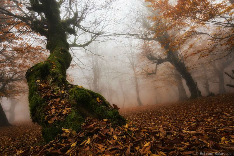 Amazing Photos of 20 Mysterious Forests From Around The World