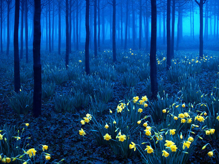 Amazing Photos of 20 Mysterious Forests From Around The World
