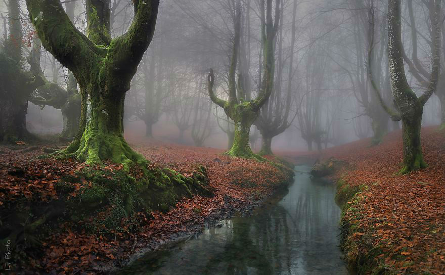 Amazing Photos of 20 Mysterious Forests From Around The World