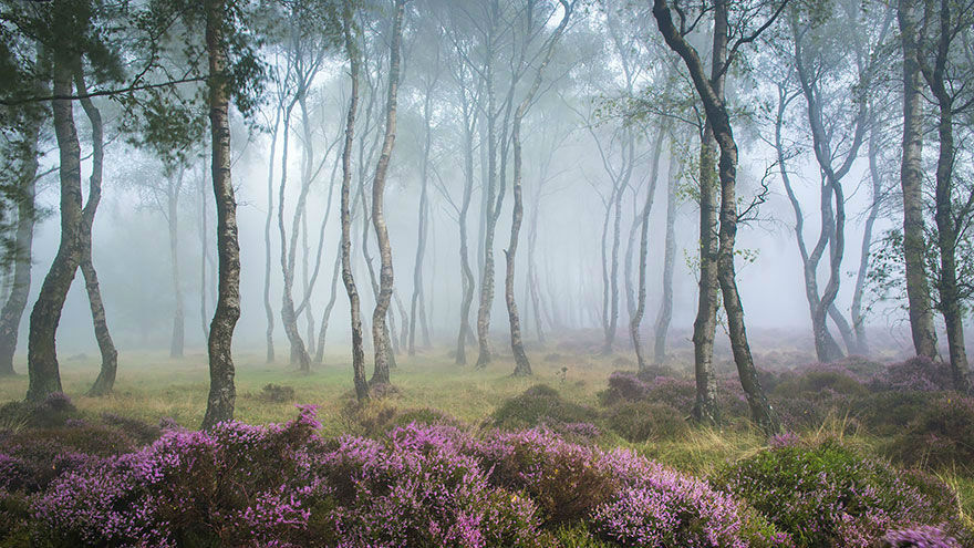 Amazing Photos of 20 Mysterious Forests From Around The World