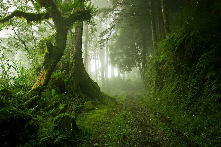Amazing Photos of 20 Mysterious Forests From Around The World