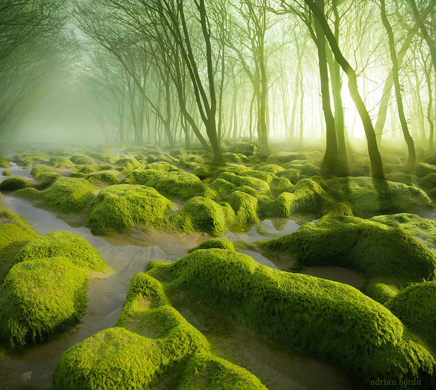 Amazing Photos of 20 Mysterious Forests From Around The World