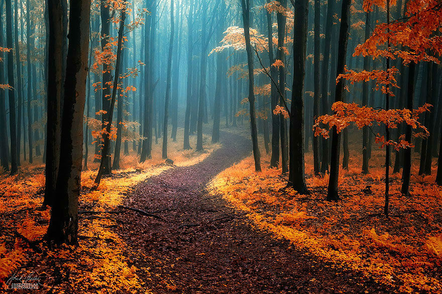 Amazing Photos of 20 Mysterious Forests From Around The World