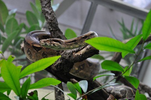 Boa Constrictors